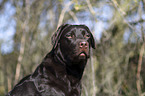 Labrador Retriever portrait