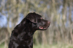 Labrador Retriever portrait