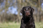 Labrador Retriever portrait