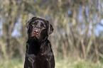 Labrador Retriever portrait