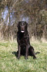 sitting Labrador Retriever