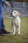 human with Labrador Retriever