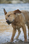 standing Labrador Retriever