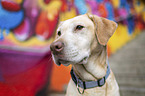 Labrador Retriever portrait