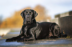 lying Labrador Retriever