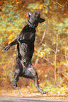 brown Labrador Retriever