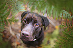 brown Labrador Retriever