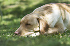 lying Labrador Retriever