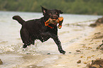 running Labrador Retriever