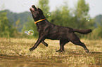 playing Labrador Retriever