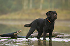 standing Labrador Retriever