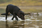 running Labrador Retriever