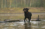 walking Labrador Retriever