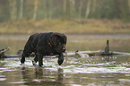 running Labrador Retriever