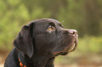 Labrador Retriever  portrait