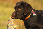 Labrador Retriever Puppy portrait