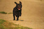 running Labrador Retriever Puppy