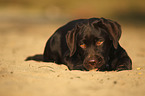 lying Labrador Retriever Puppy