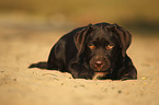 lying Labrador Retriever Puppy