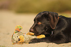 lying Labrador Retriever Puppy