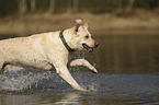 running Labrador Retriever