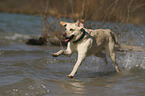 running Labrador Retriever