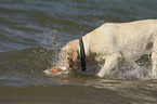 playing Labrador Retriever