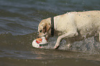 playing Labrador Retriever