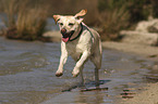 running Labrador Retriever