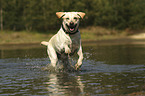 running Labrador Retriever