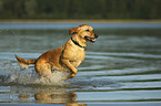 running Labrador Retriever