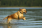 running Labrador Retriever