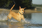 running Labrador Retriever