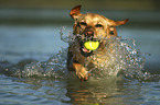 running Labrador Retriever