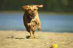 running Labrador Retriever