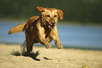 running Labrador Retriever