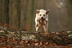 running Labrador Retriever