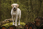 standing Labrador Retriever