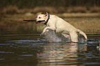 running Labrador Retriever