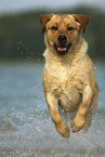 running Labrador Retriever