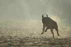 running Labrador Retriever