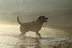 running Labrador Retriever