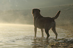 standing Labrador Retriever