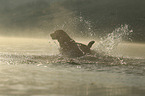 running Labrador Retriever