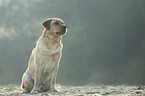 sitting Labrador Retriever