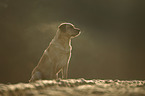 sitting Labrador Retriever