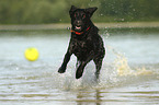 running Labrador Retriever