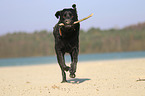 running Labrador Retriever