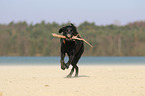 running Labrador Retriever