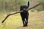 walking Labrador Retriever